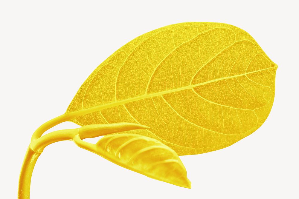 Yellow leaf collage element psd