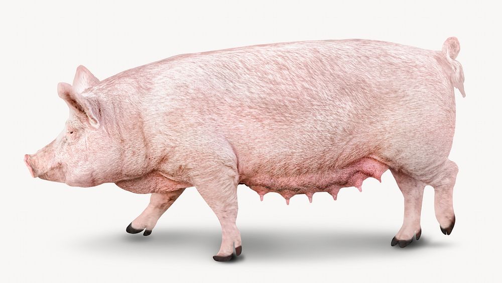 Pig animal image design