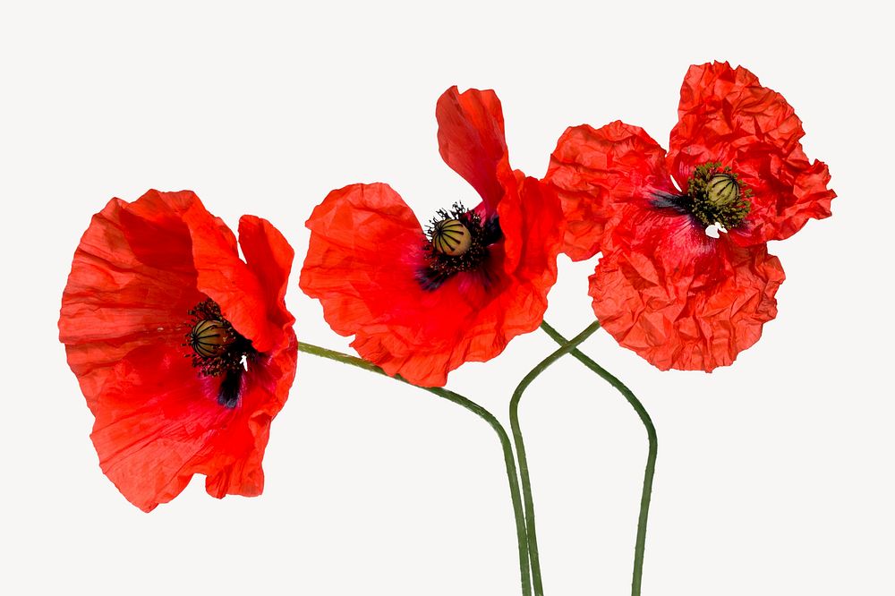 Red poppy flowers collage element psd