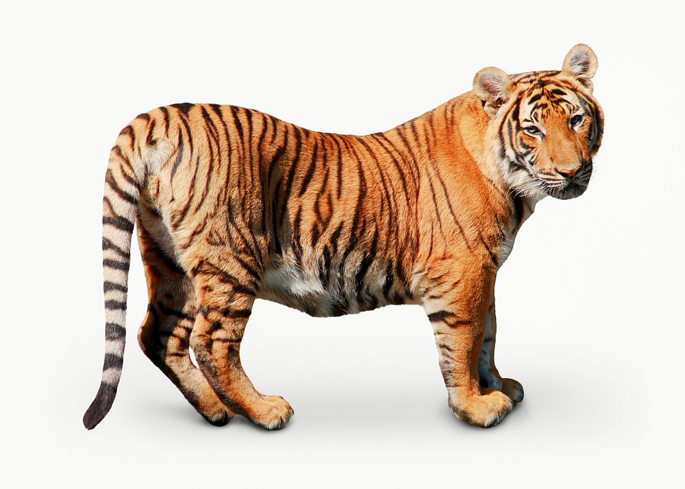 Tiger, wild animal isolated image