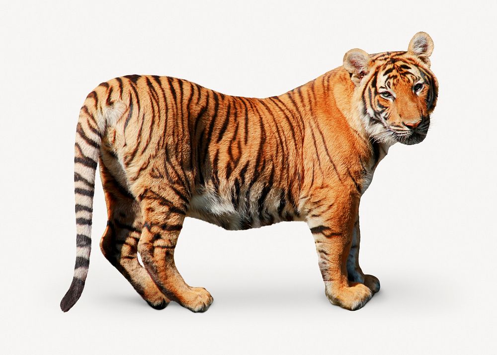 Tiger, wild animal psd