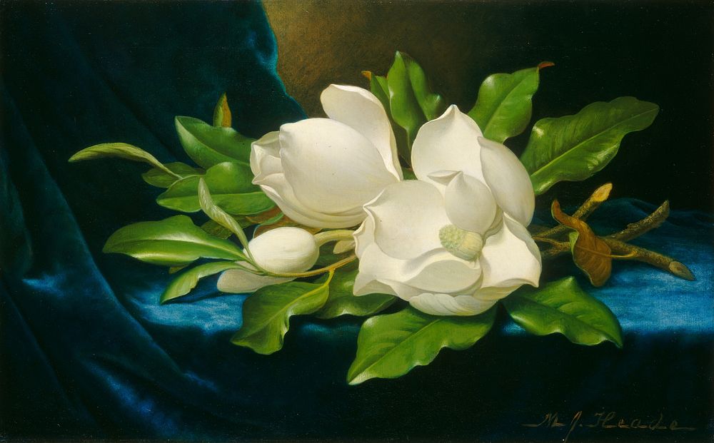 Giant Magnolias on a Blue Velvet Cloth (ca. 1890) by Martin Johnson Heade.  