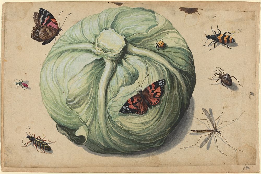 Head of Cabbage with Insects (early 17th century) by Netherlandish 17th Century. 