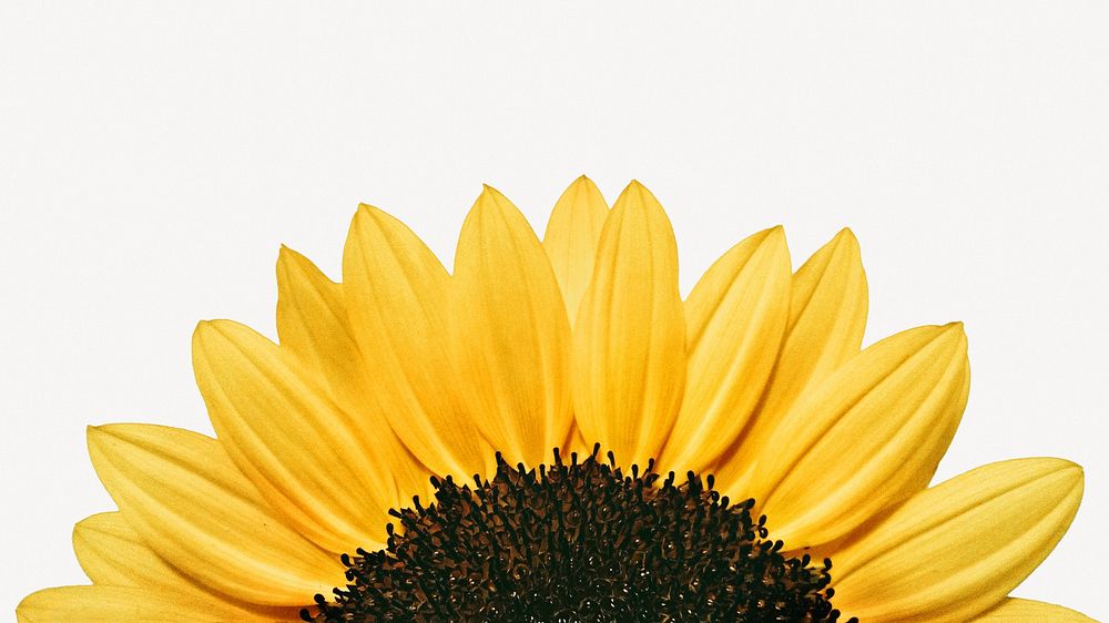 Sunflower border HD wallpaper, botanical photo psd