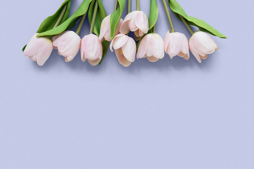 Pink tulips border, purple background