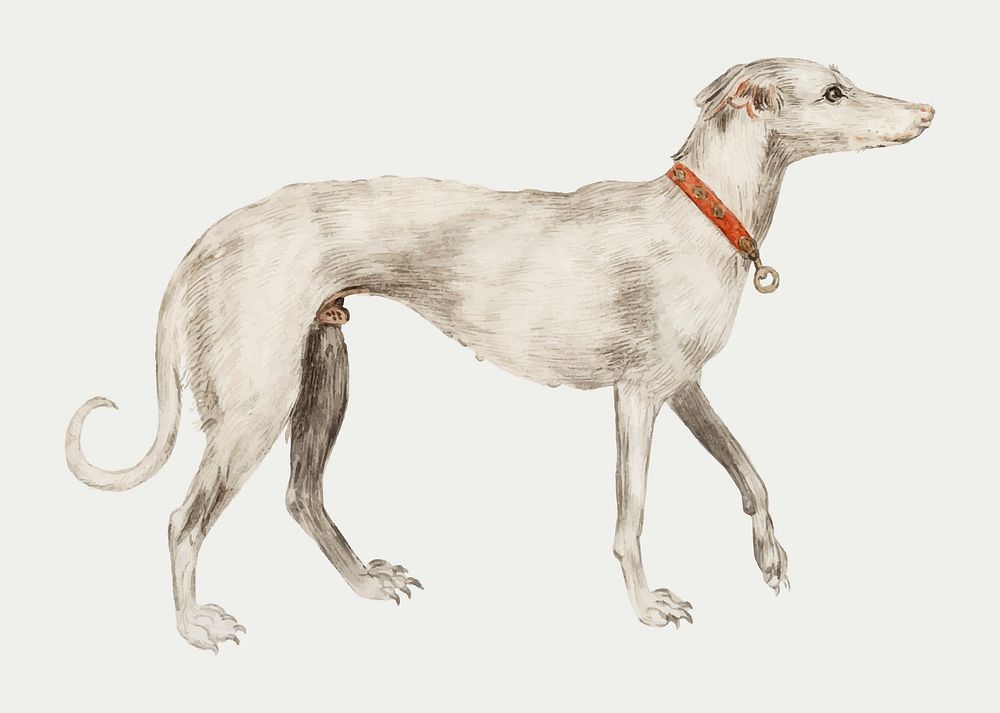 Greyhound dog, pet animal illustration