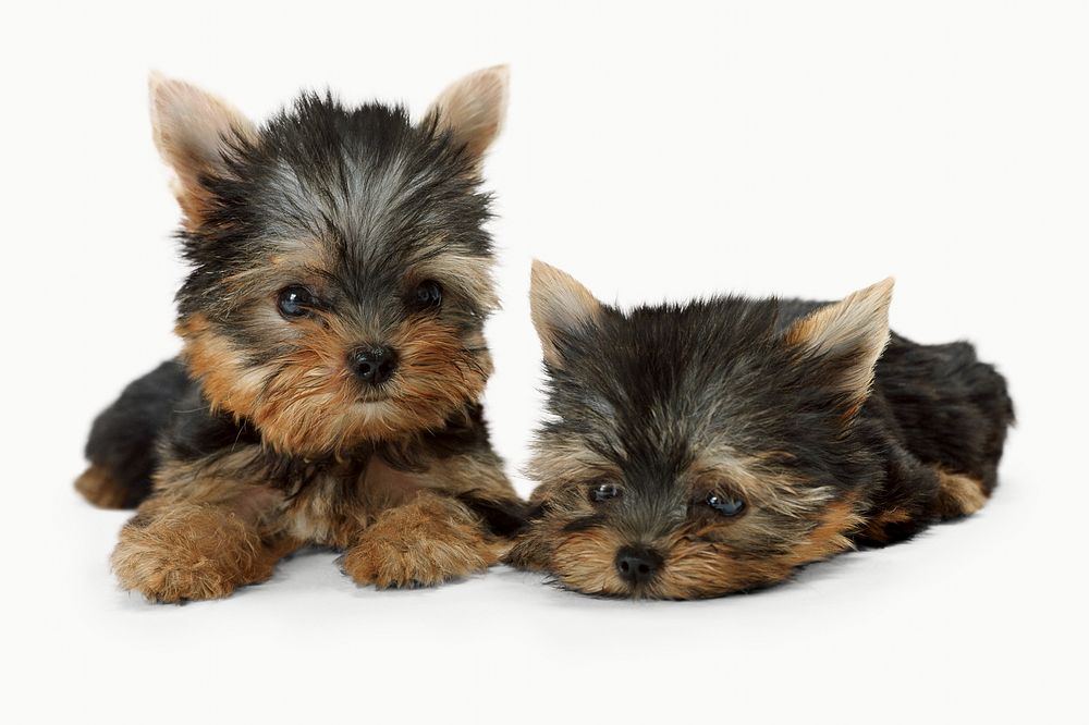 Yorkshire terrier puppies isolated on off white design 