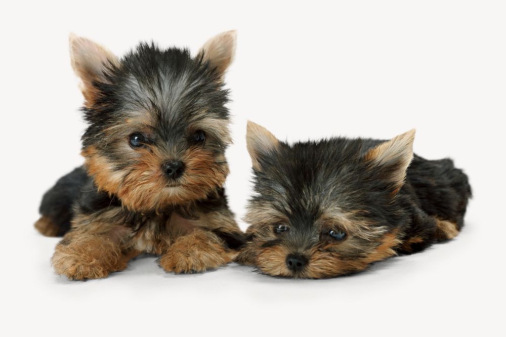 Yorkshire terrier puppies collage element psd