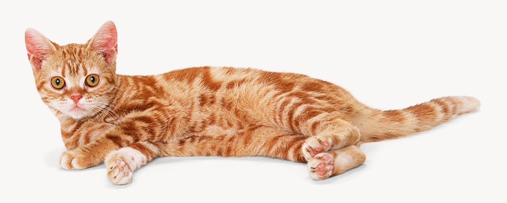 Ginger  cat  isolated on off white design 