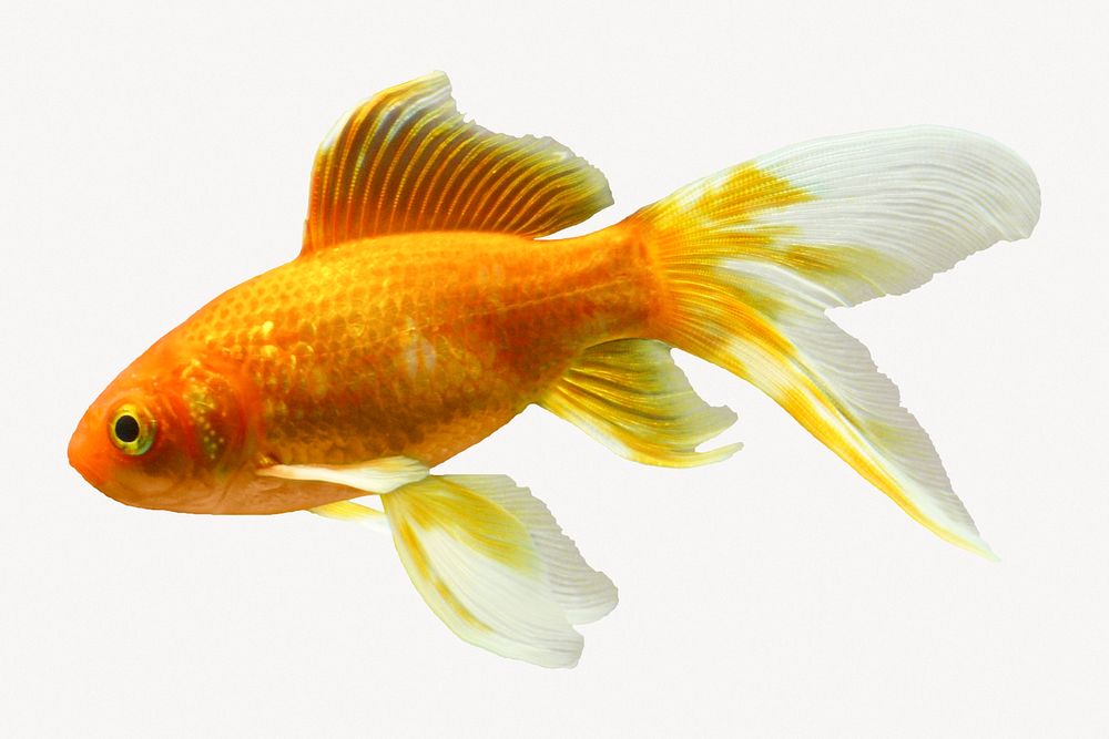 Goldfish collage element, isolated  image