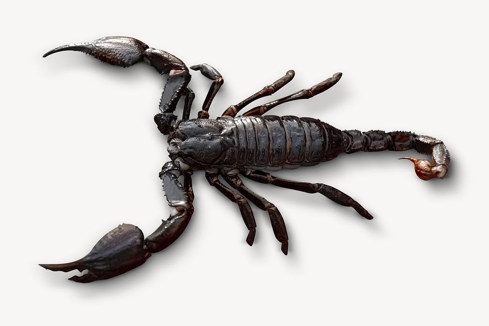 Black scorpion, animal collage element psd