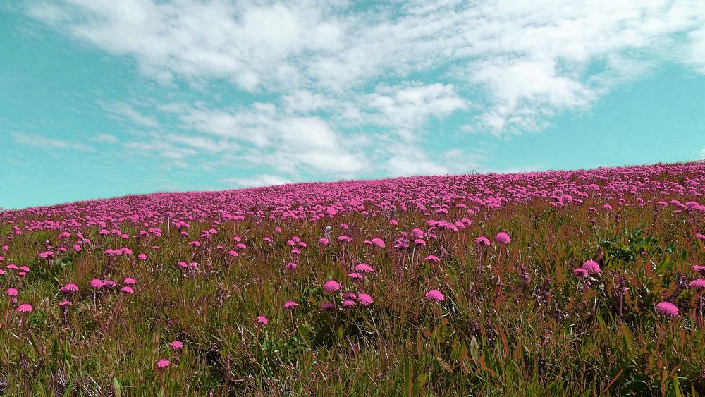 Pink flower field desktop wallpaper