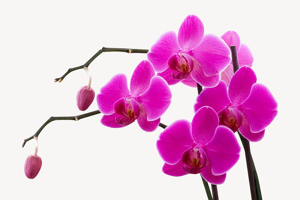 Pink orchid, botanical collage element psd