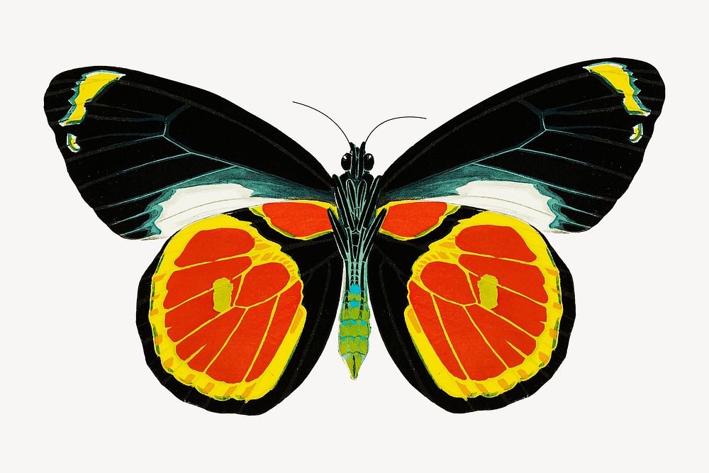 E.A. S&eacute;guy's butterfly, vintage insect illustration. Original public domain image from Biodiversity Heritage Library.…