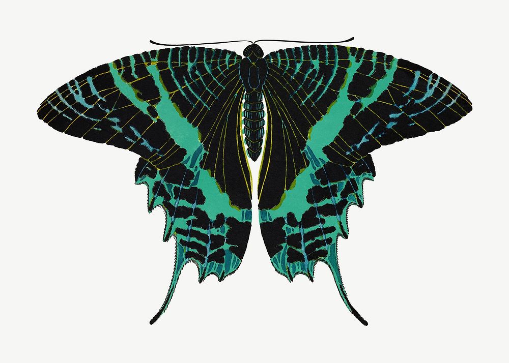 Green exotic butterfly, vintage insect collage element psd. Remixed by rawpixel.