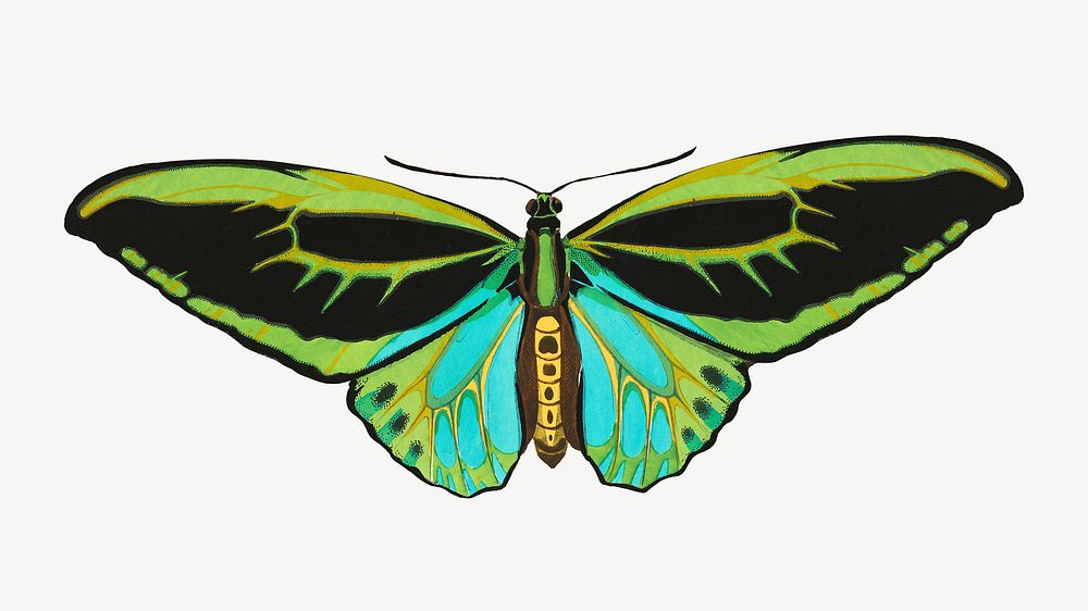 Green butterfly, vintage insect collage element psd. Remixed by rawpixel.