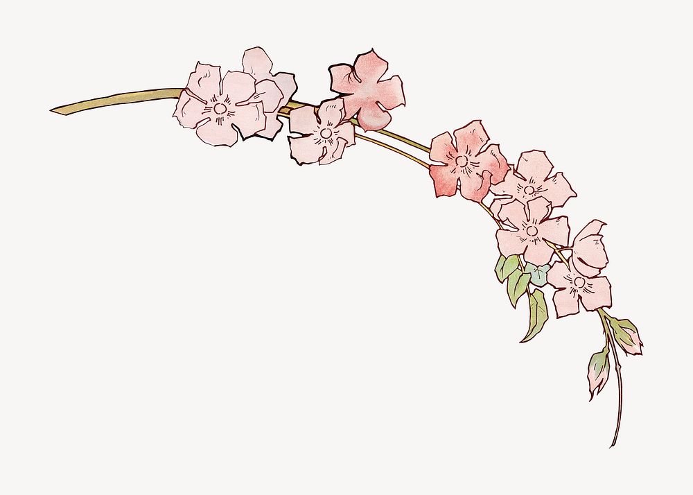 Pink flowers, vintage botanical illustration psd.  Remastered by rawpixel