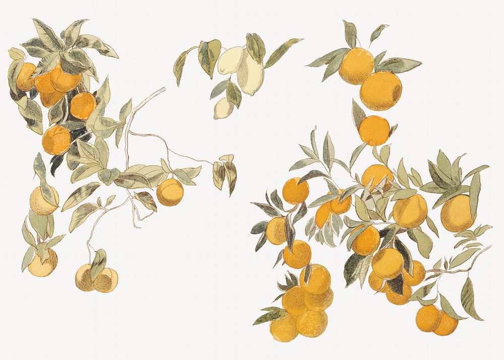 Aesthetic vintage fruit tree illustration.  Remastered by rawpixel