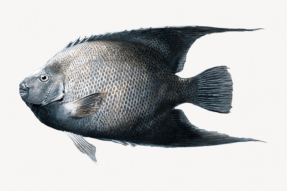 Angel fish, animal illustration.    Remastered by rawpixel
