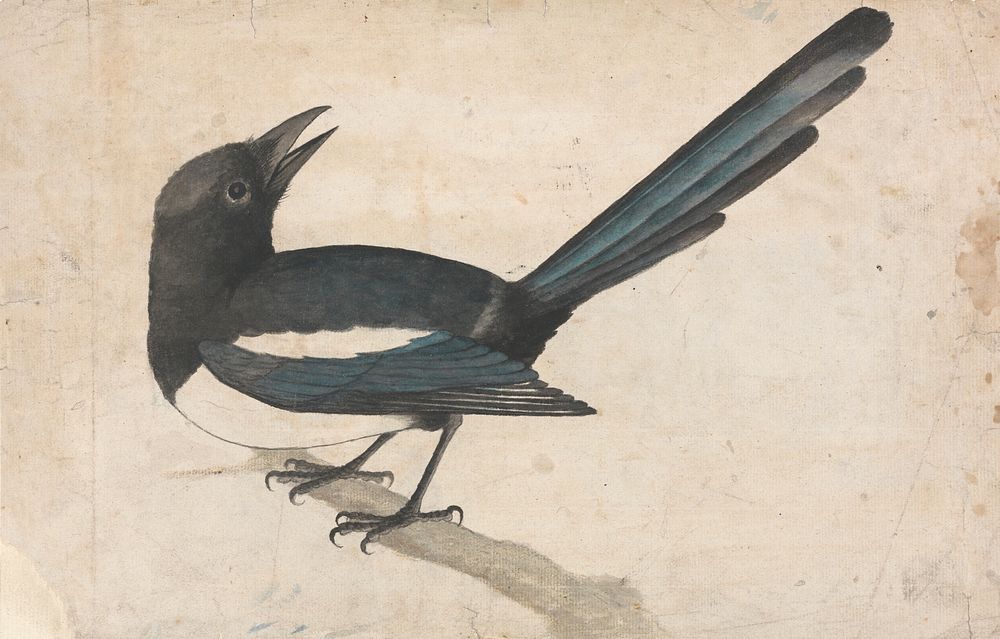 A Magpie painting in high resolution by John Bewick.  