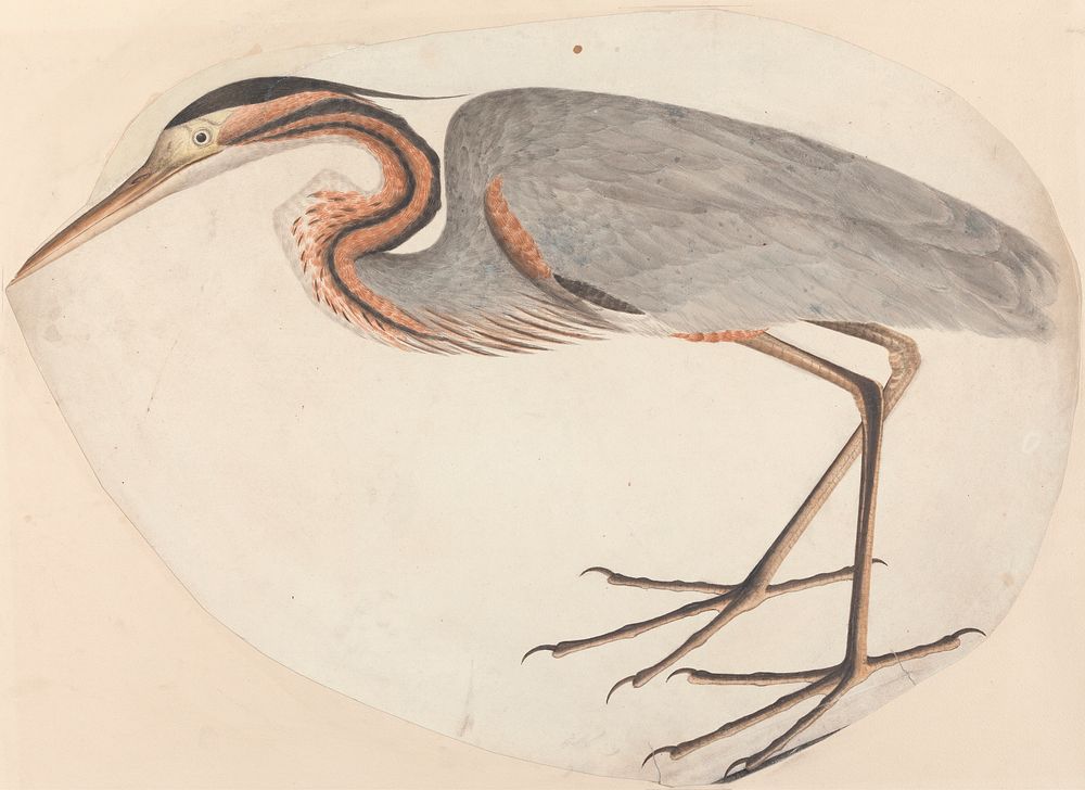 The Purple Heron painting in high resolution.  