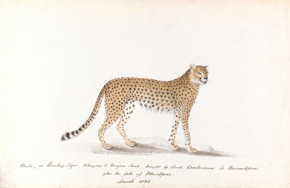 Cheeta, or Hunting Tiger, Belonging to Durjun Saul, Brought by Lord Combermere to Barrackpore, after the Fall of Bhurtpore…