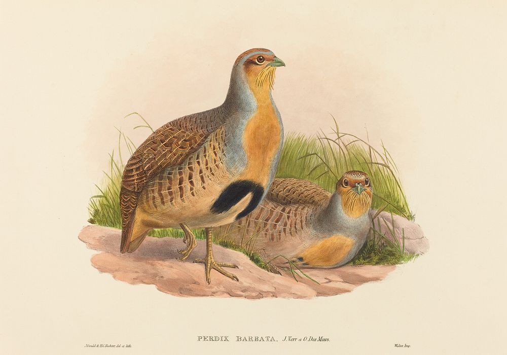 Perdix barbata (Daurian Partridge) print in high resolution by John Gould (1804–1881) and Henry Constantine Richter (1821…