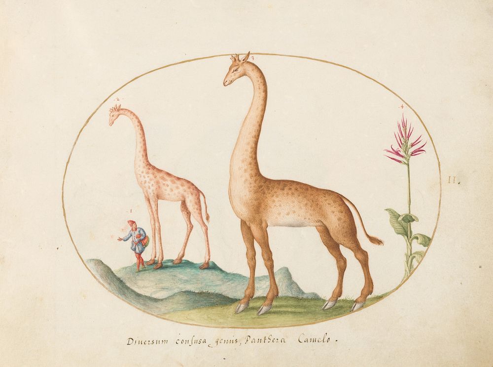 Plate 2: Two Giraffes with an Attendant (c. 1575-1580) painting in high resolution by Joris Hoefnagel.  