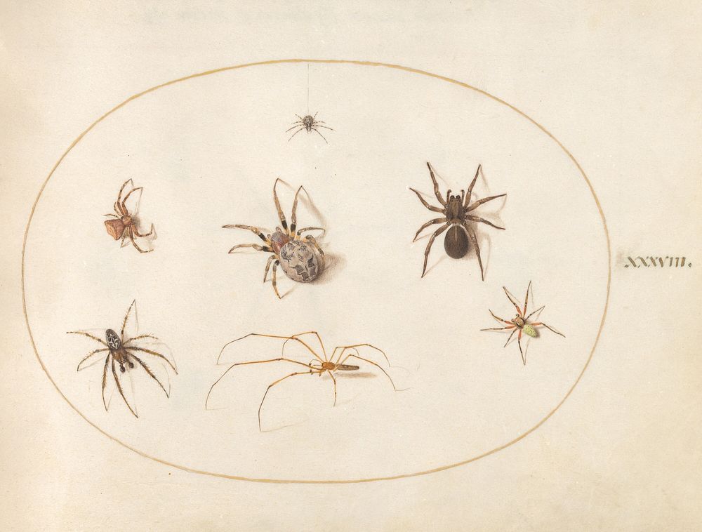 Plate 38: Seven Spiders (c. 1575-1580) painting in high resolution by Joris Hoefnagel.  