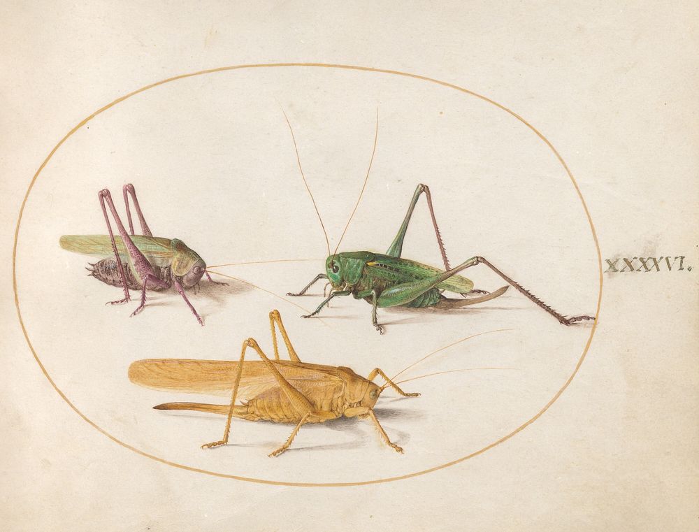 Plate 46: Three Grasshoppers (c. 1575-1580) painting in high resolution by Joris Hoefnagel.  