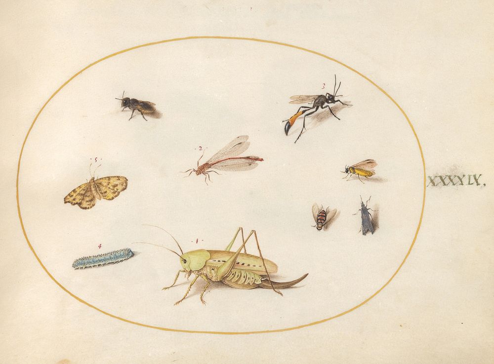 Plate 49: A Grasshopper, a Caterpillar, a Butterfly, a Moth, and Other Insects (c. 1575-1580) painting in high resolution by…
