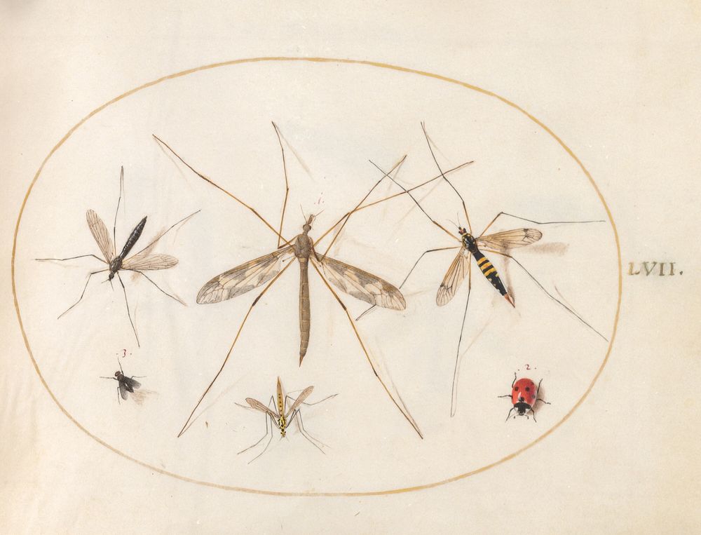 Plate 57: A Ladybug, a Fly, and Four Other Insects (c. 1575-1580) painting in high resolution by Joris Hoefnagel.  