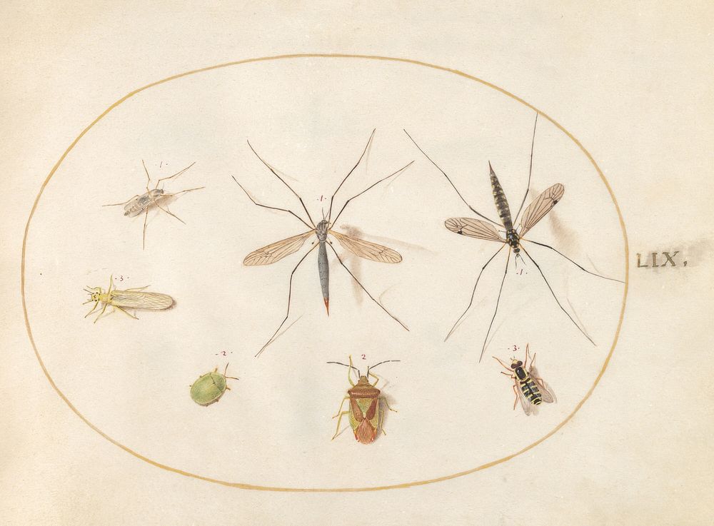 Plate 59: Seven Assorted Insects (c. 1575-1580) painting in high resolution by Joris Hoefnagel.  