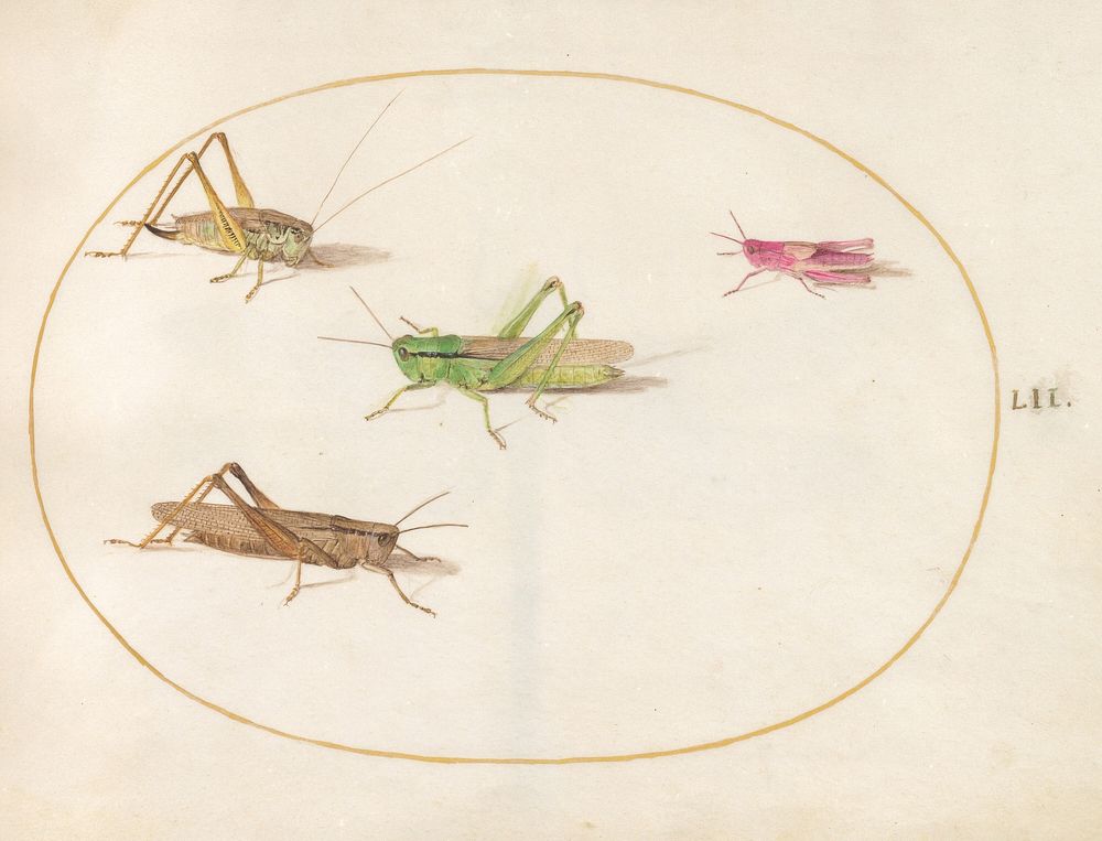 Plate 52: Four Grasshoppers (c. 1575-1580) painting in high resolution by Joris Hoefnagel.  