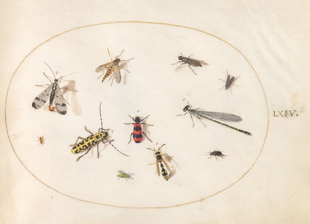 Plate 64: Eleven Insects, Including a Dragonfly and Longhorn Beetle (c. 1575-1580) painting in high resolution by Joris…