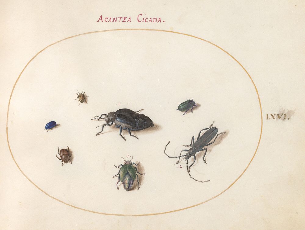 Plate 66: Two Oil Beetles, a Longhorn Beetle, and Four Other Insects (c. 1575-1580) painting in high resolution by Joris…