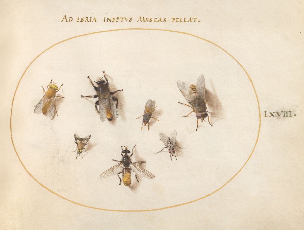 Plate 68: Seven Bees and Flies (c. 1575-1580) painting in high resolution by Joris Hoefnagel.  