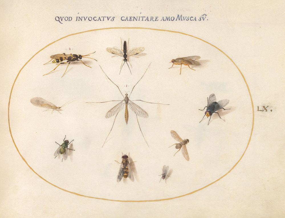 Plate 60: Flies and Other Insects (c. 1575-1580) painting in high resolution by Joris Hoefnagel.  