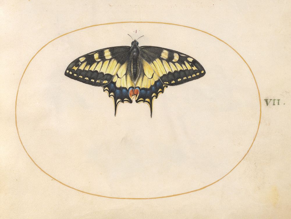 Plate 7: Swallowtail Butterfly (c. 1575-1580) painting in high resolution by Joris Hoefnagel.  