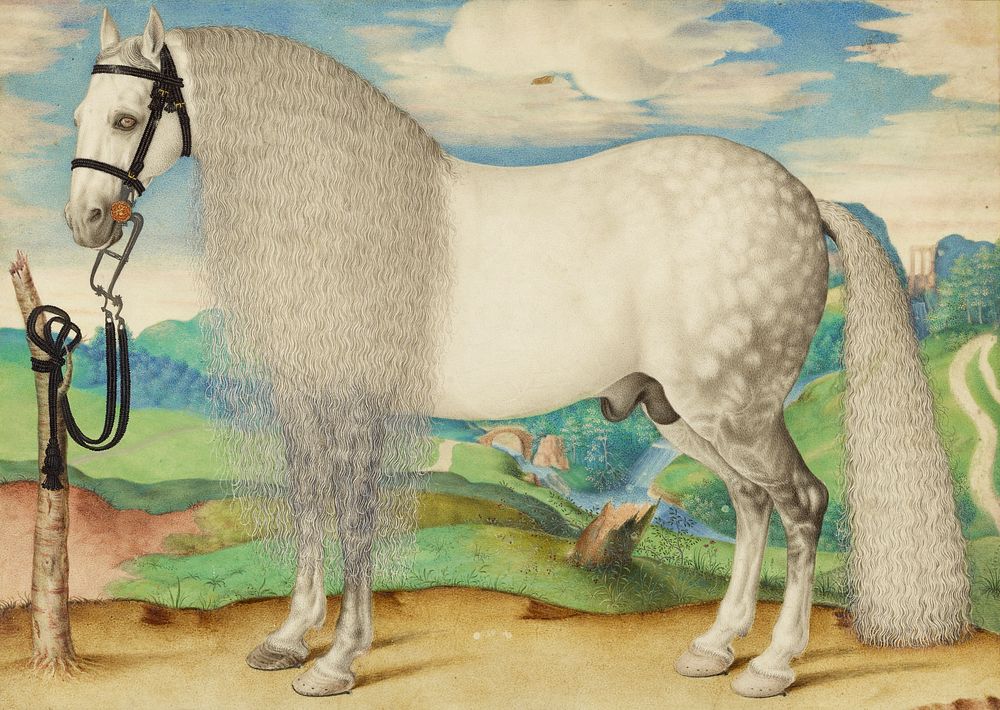 A Dappled Gray Stallion Tethered in a Landscape (1584-1587) 