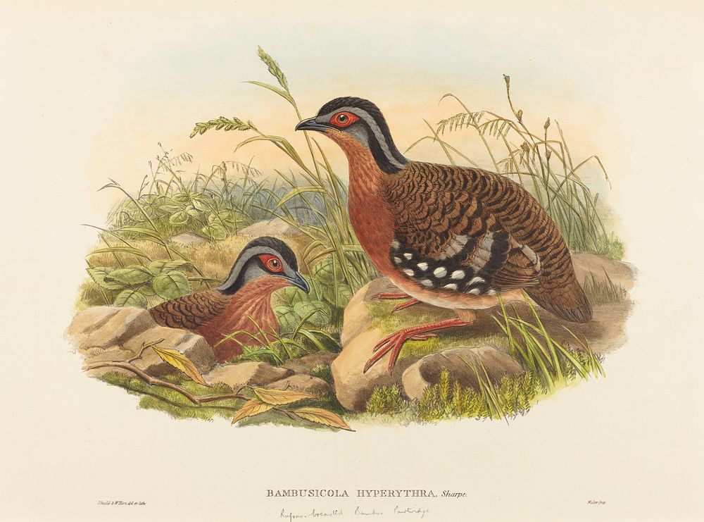 Rufous-breasted Bamboo Partridge (Bambusicola Hyperythra) print in high resolution by John Gould (1804–1881) and William…