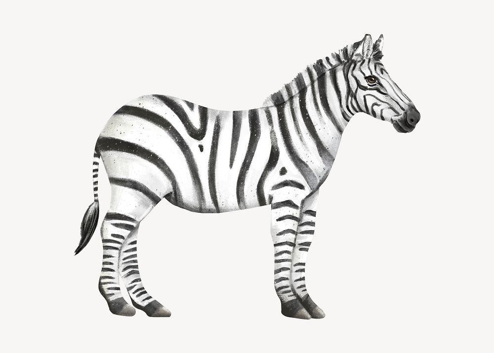 Zebra collage element, cute animal illustration psd