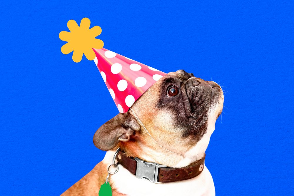 Cute French Bulldog wearing party hat