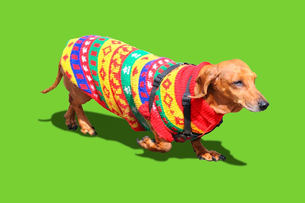 Cool dachshund wearing sweater, green background