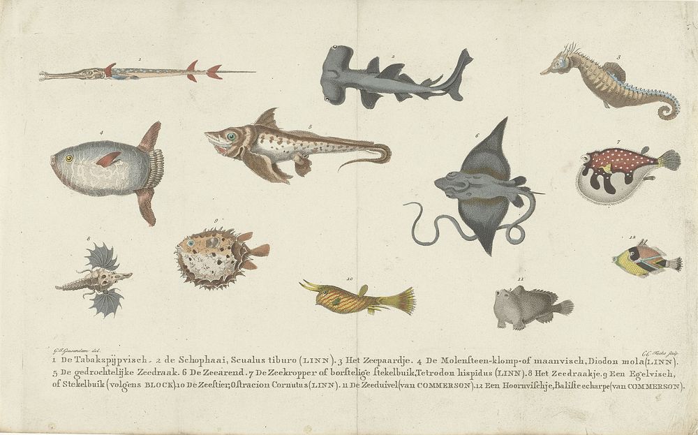 Twelve different Fish Species (1802 - 1855) print in high resolution by Carl Cristiaan Fuchs. 
