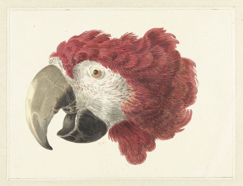 Head of a Macaw (1725–1792) painting in high resolution by Aert Schouman. 