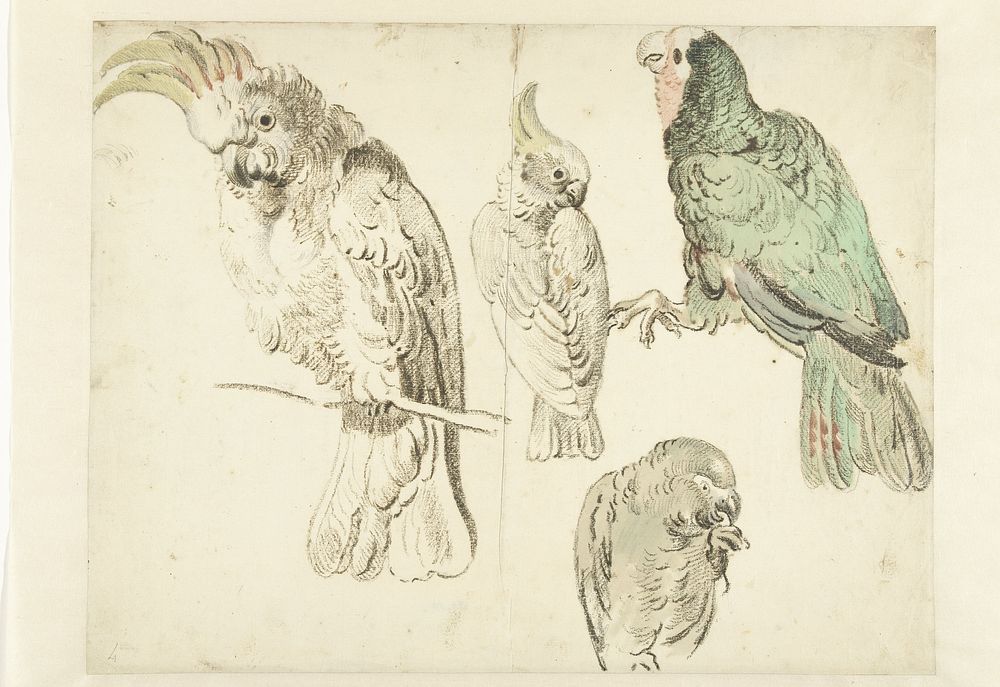 Four Studies of Cockatoos (ca. 1650&ndash;ca. 1719) painting in high resolution by Jan Weenix.  