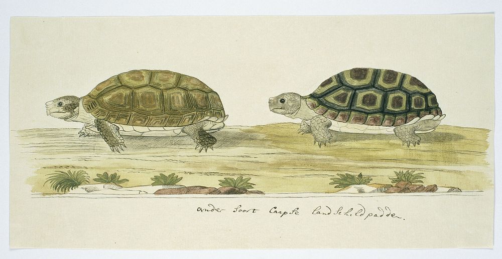 Homopus areolatus (Common padloper tortoise) (1777–1786) painting in high resolution by Robert Jacob Gordon.  