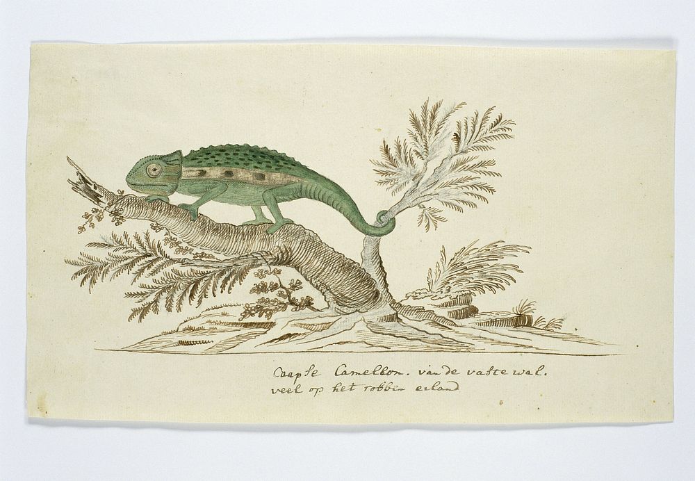 Bradypodion pumilum (Cape dwarf chameleon) (1777&ndash;1786) painting in high resolution by Robert Jacob Gordon.  