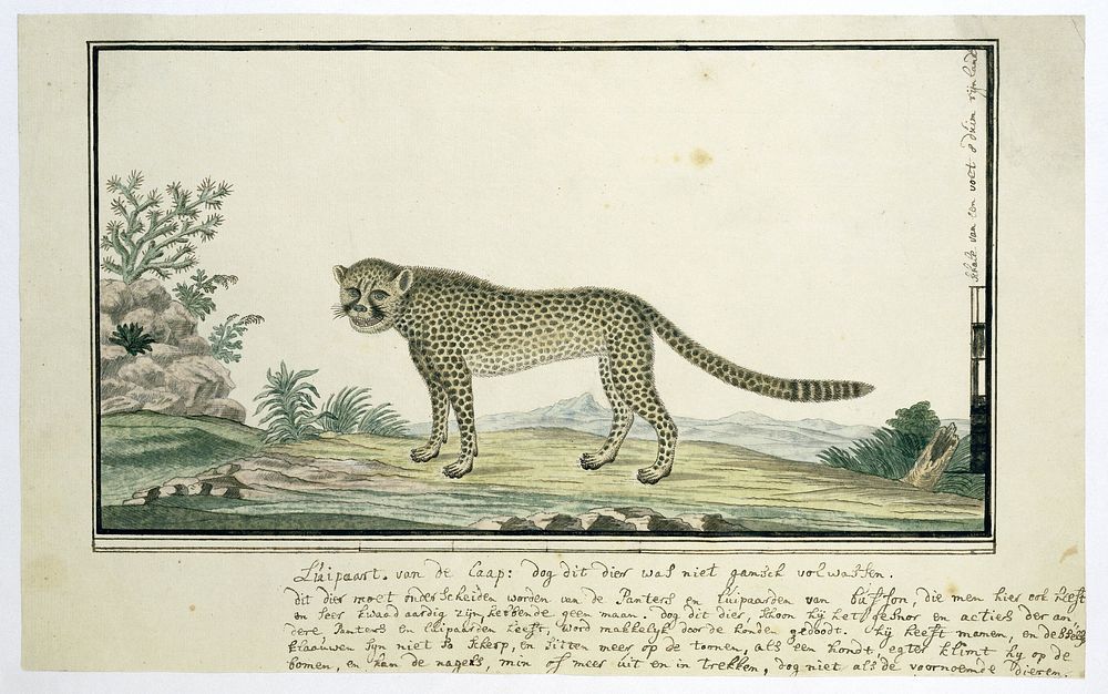 Acinonyx jubatus (Cheetah) (1777&ndash;1786) painting in high resolution by Robert Jacob Gordon.  